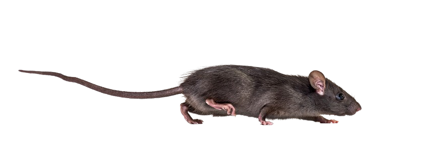 Say Bye Mice