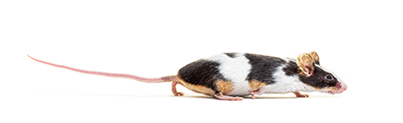 Say Bye Mice