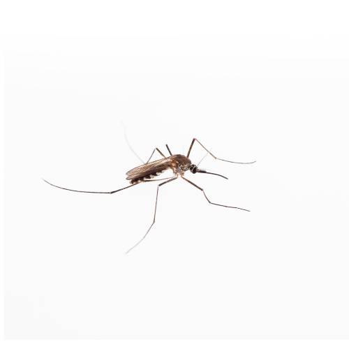 SayByeBugs